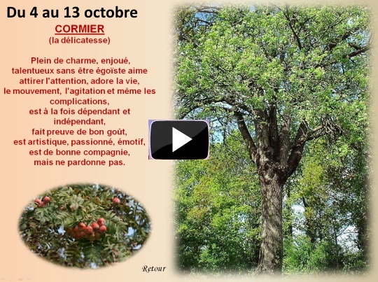 arbre4au13octobreS