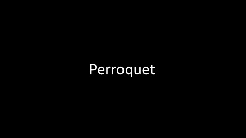 perroquet1